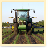 John Deere in corn field